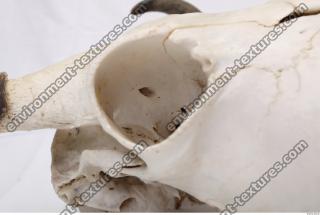 Photo Reference of Animal Skull